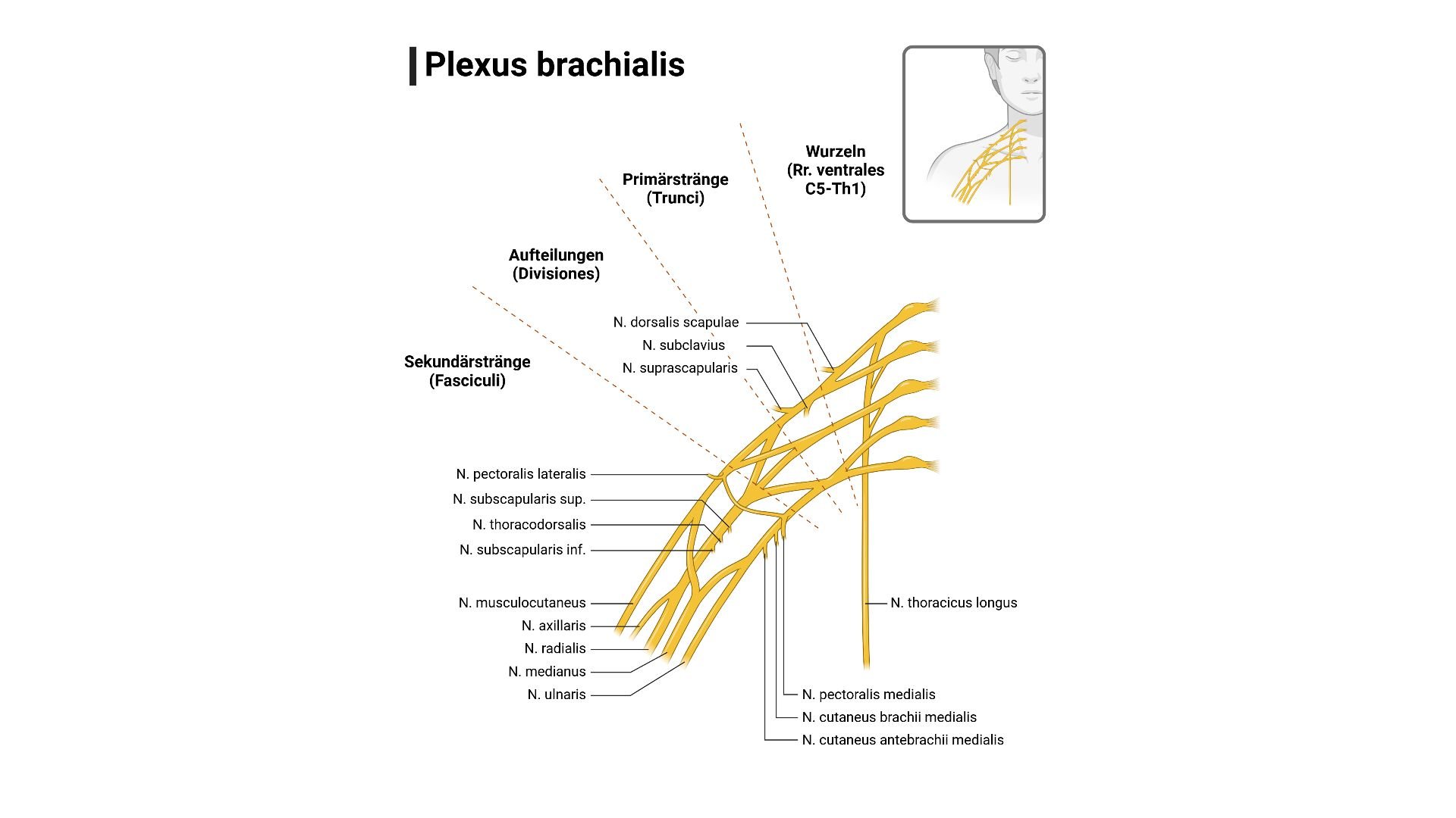 Plexus brachialis