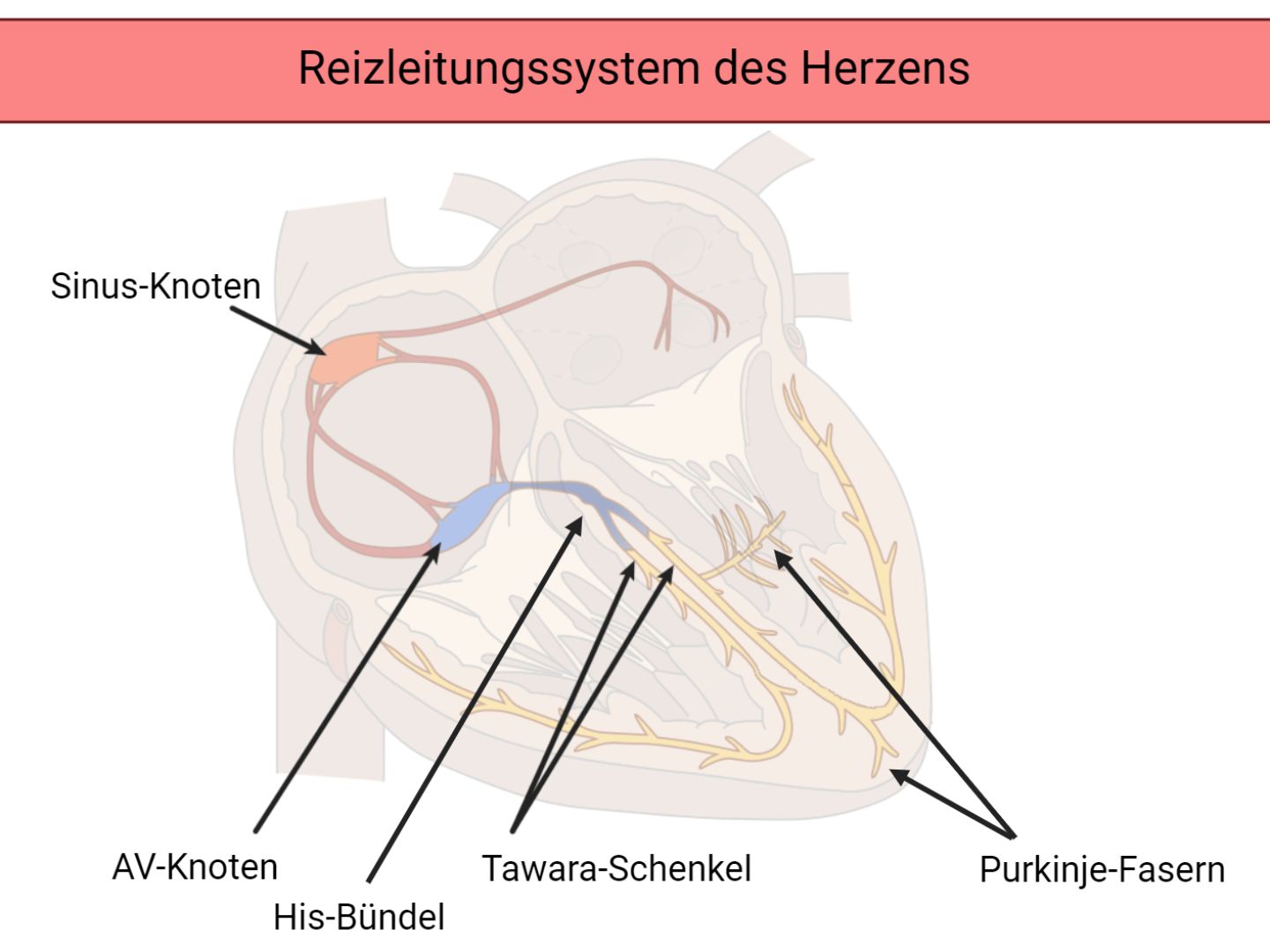 Reizleitungssystem des Herzens