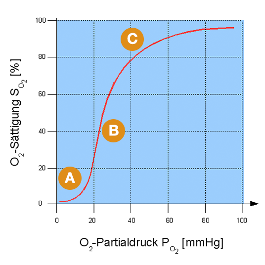 Biochemie richtig lernen: Diagramme verbalisieren – die Sauerstoffbindungskurve
