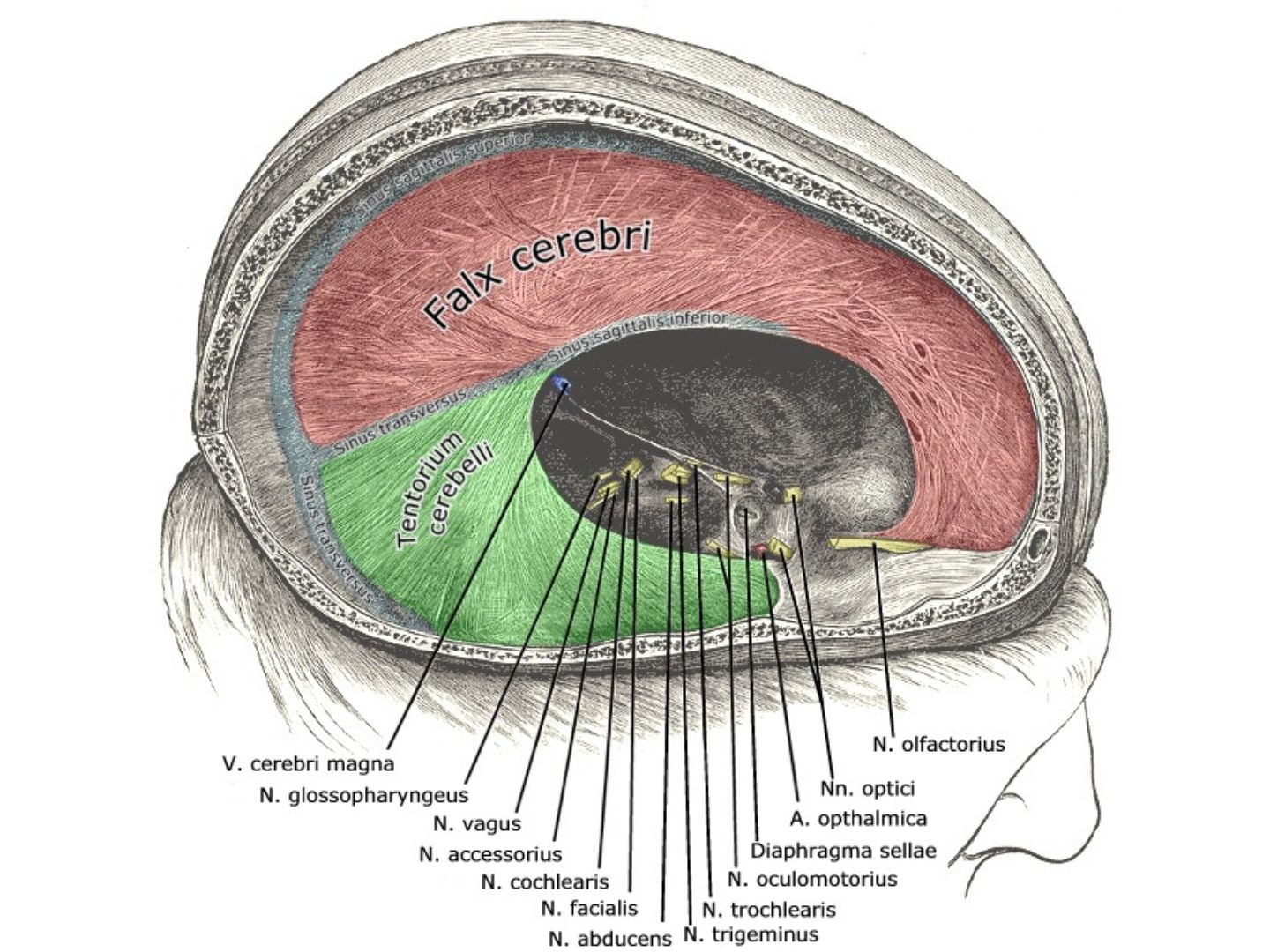Schädel von lateral