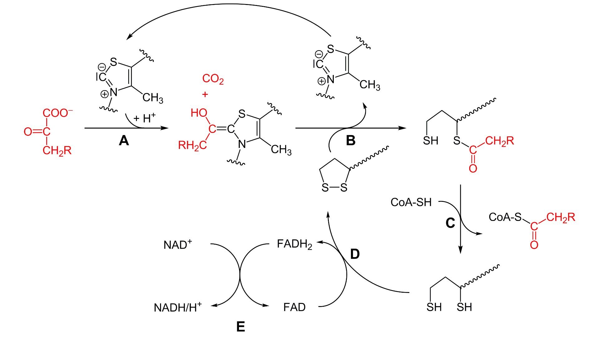 Schema der oxidativen Decarboxylierung