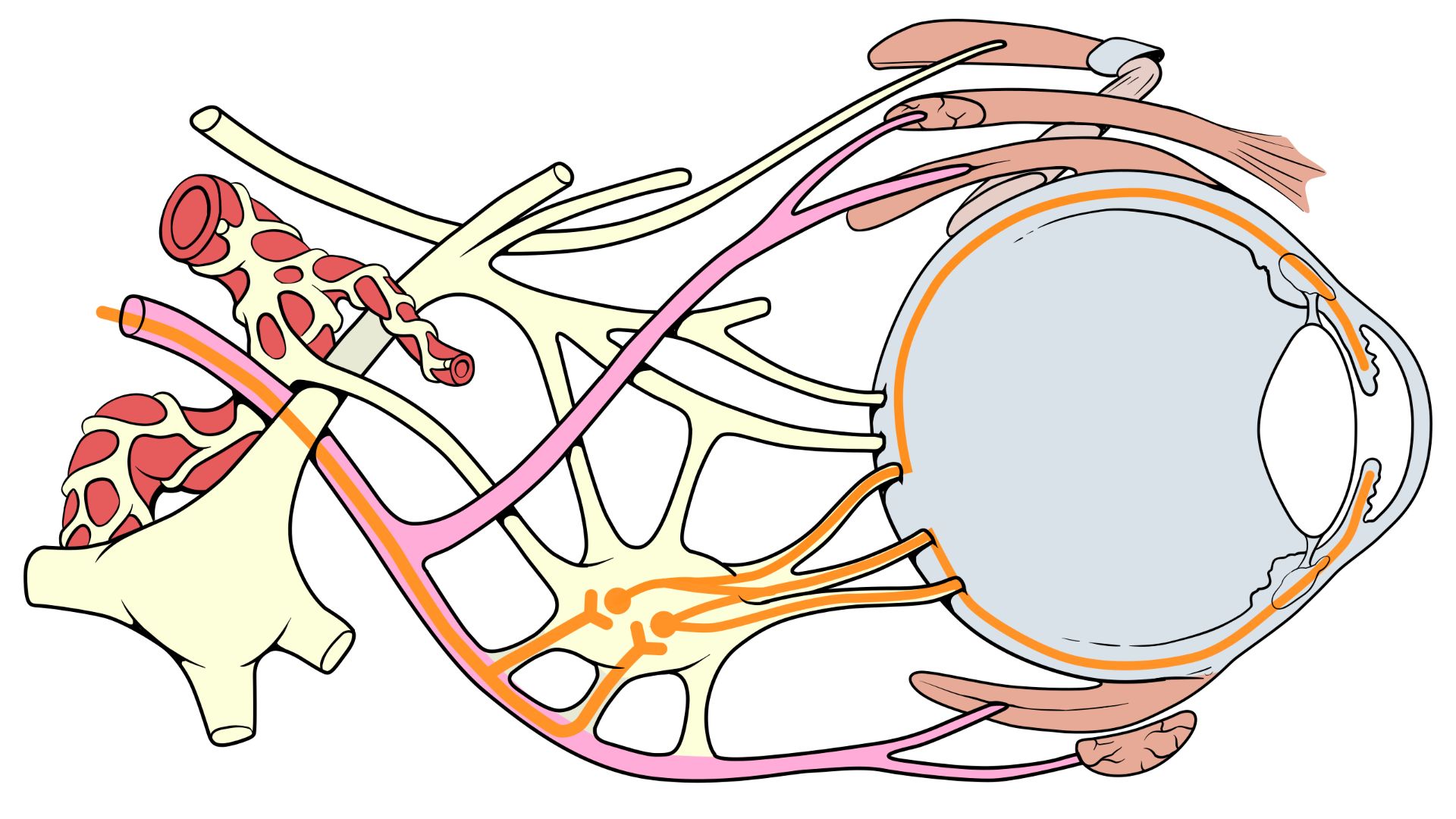 Schema des Nervus oculomotorius