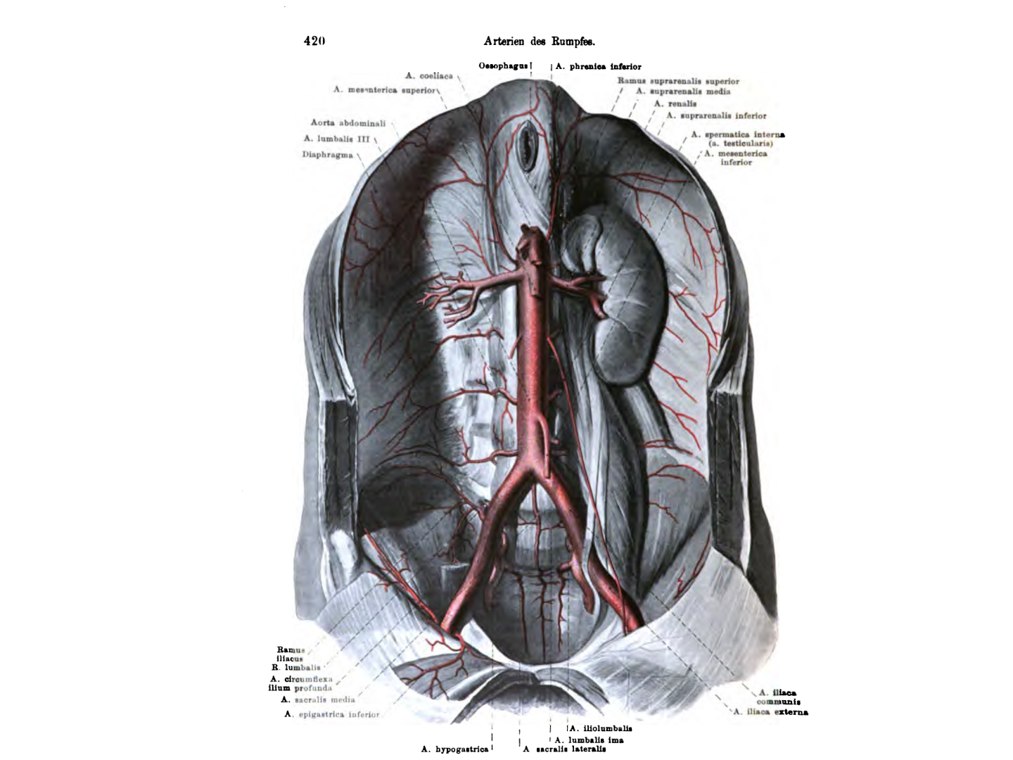 Arterien des Rumpfes