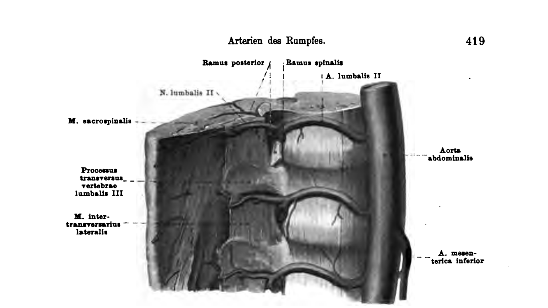 Äste der Aa. lumbales