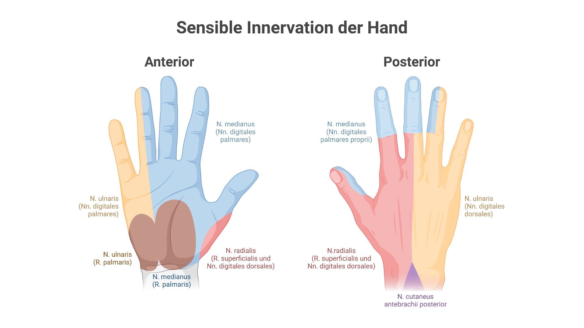Sensible Innervation der Hand