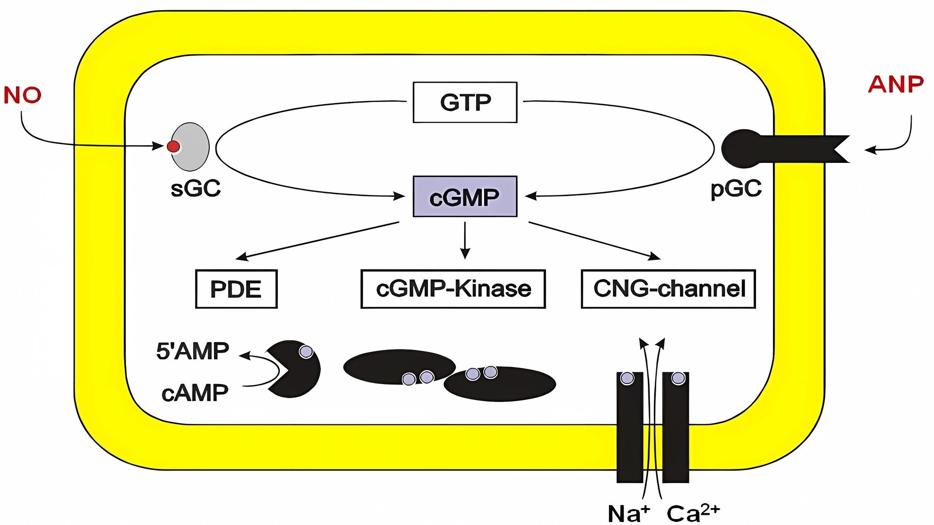 Signalweg: cGMP