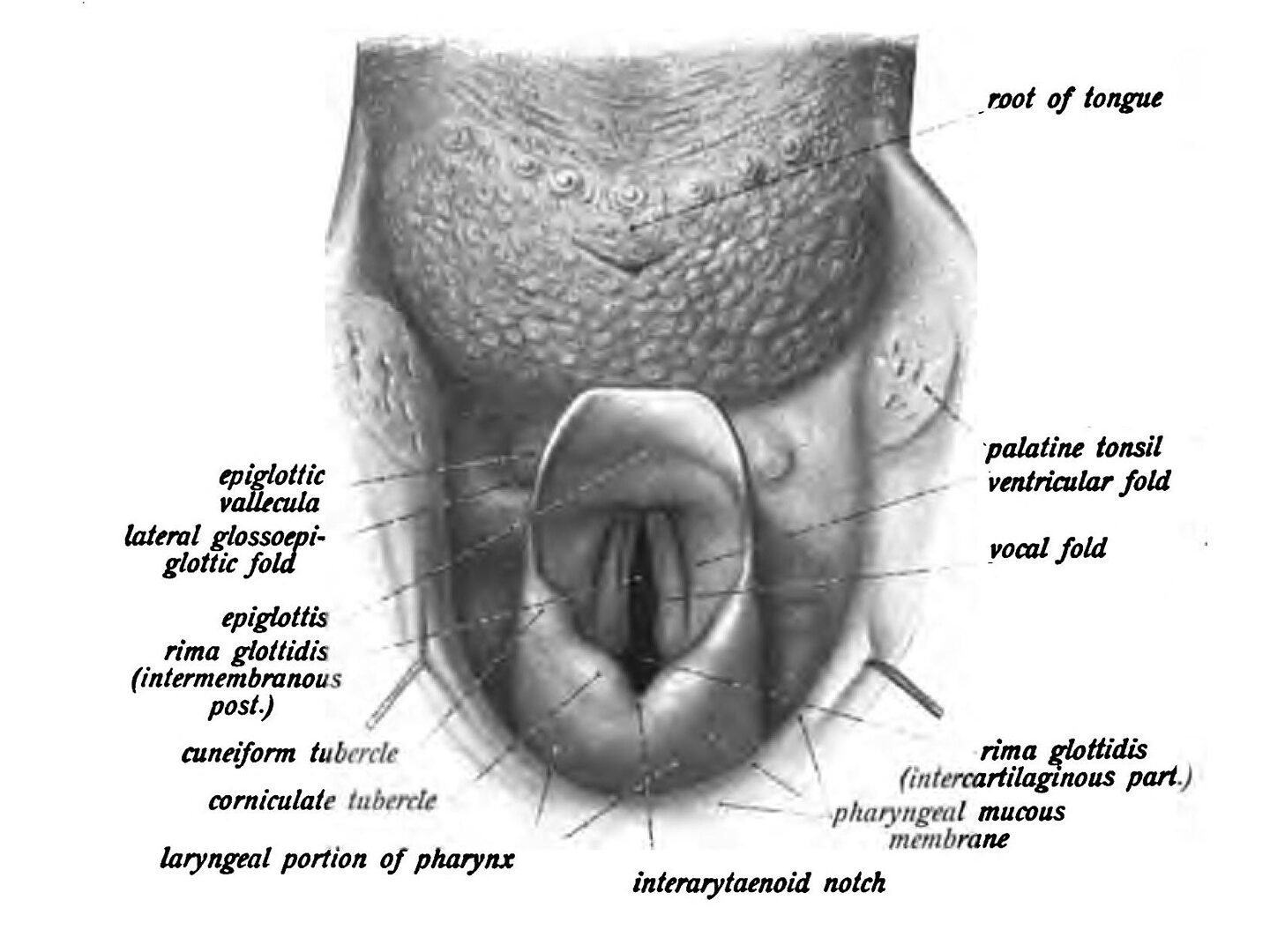 Laryngopharynx