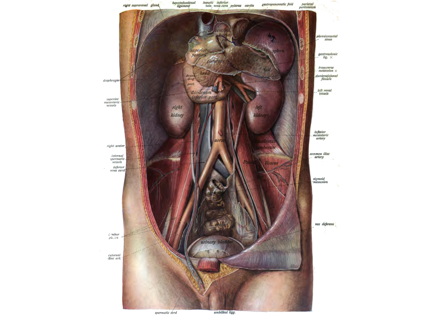 Lage Relativ zur V.cava inferior
