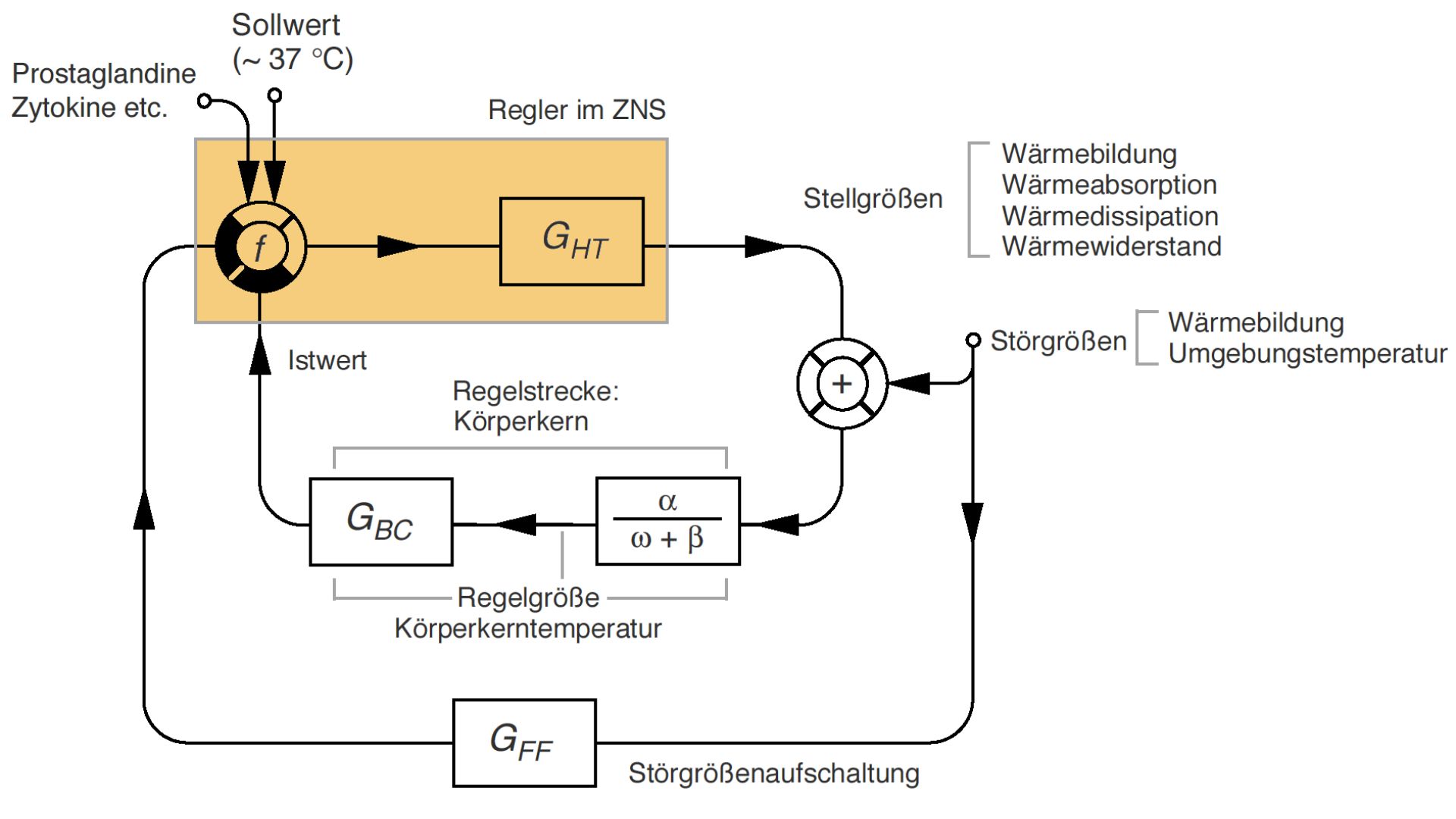 Thermoregulation
