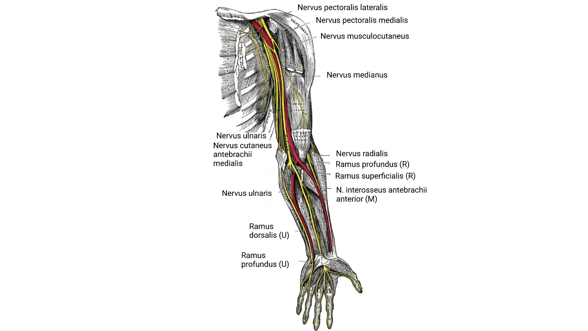 Topographie Plexus brachialis