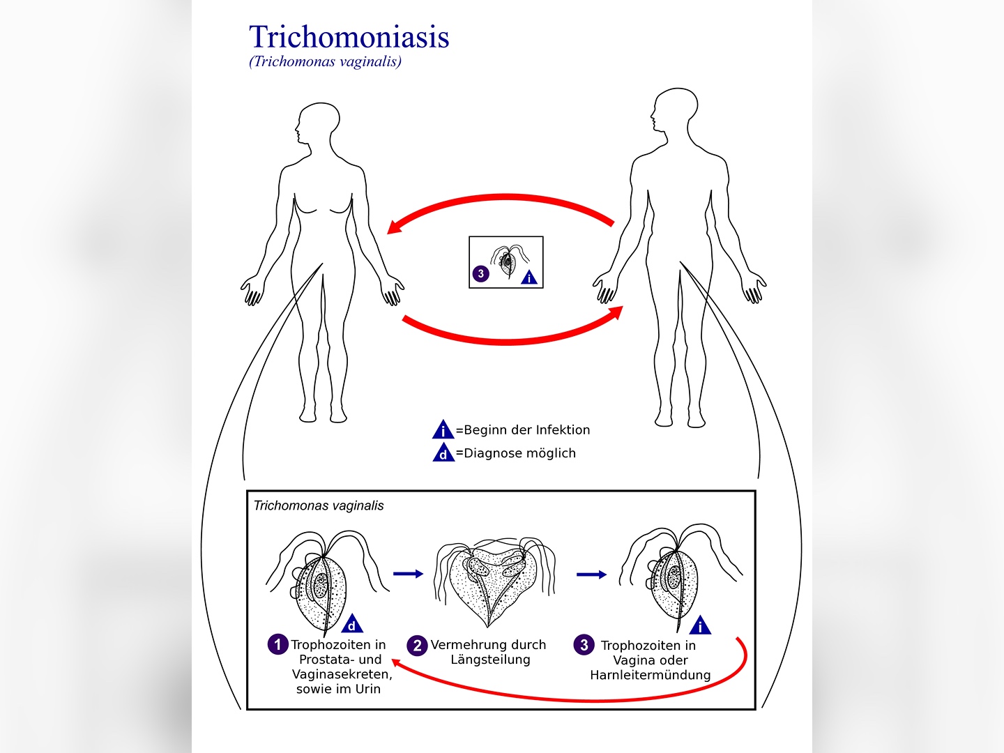 Lebenszyklus Trichomonas vaginalis