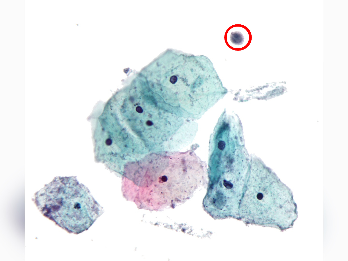 Mikroskopische Diagnostik