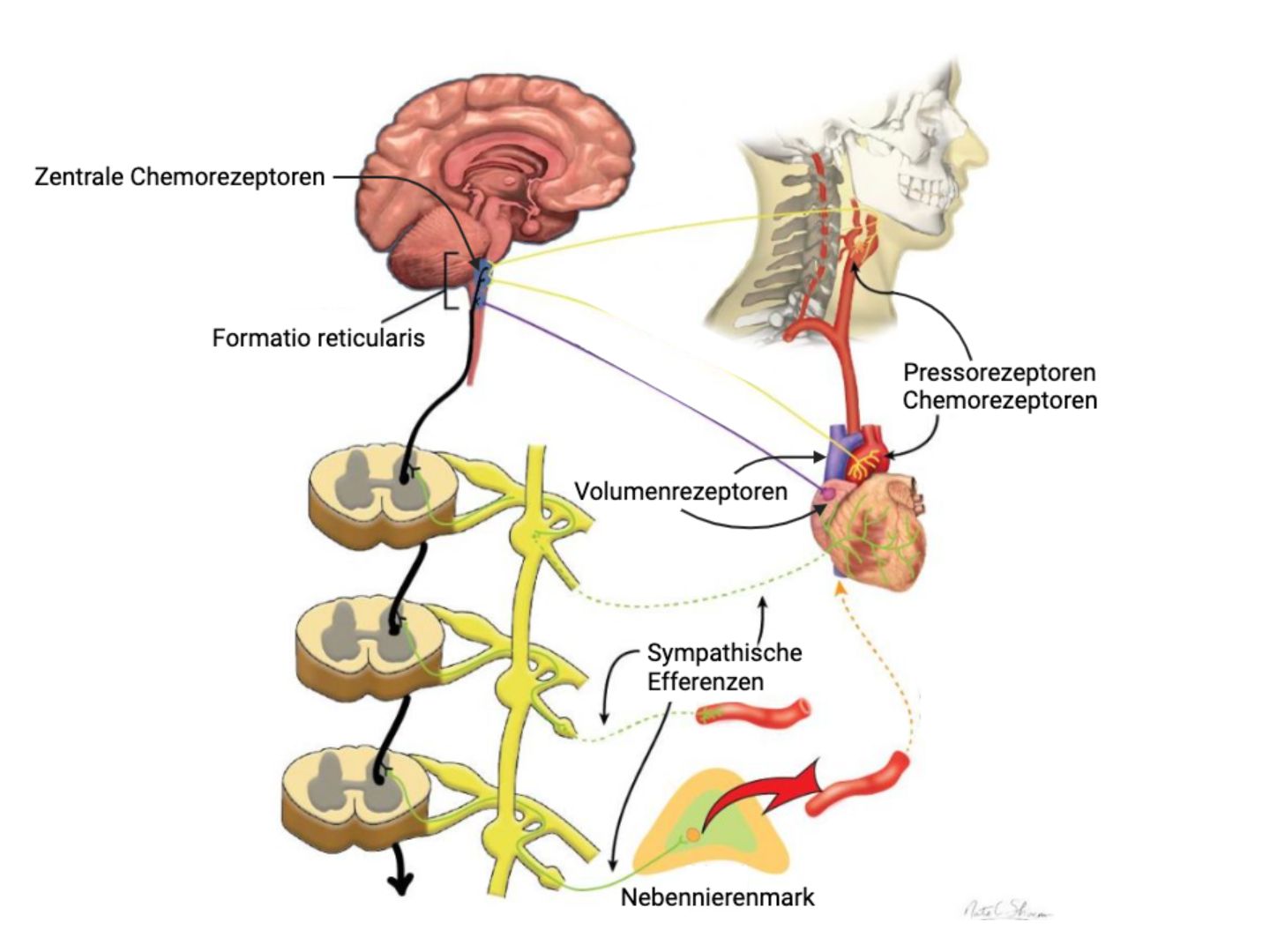 Volumen-, Presso- und Chemorezeptoren