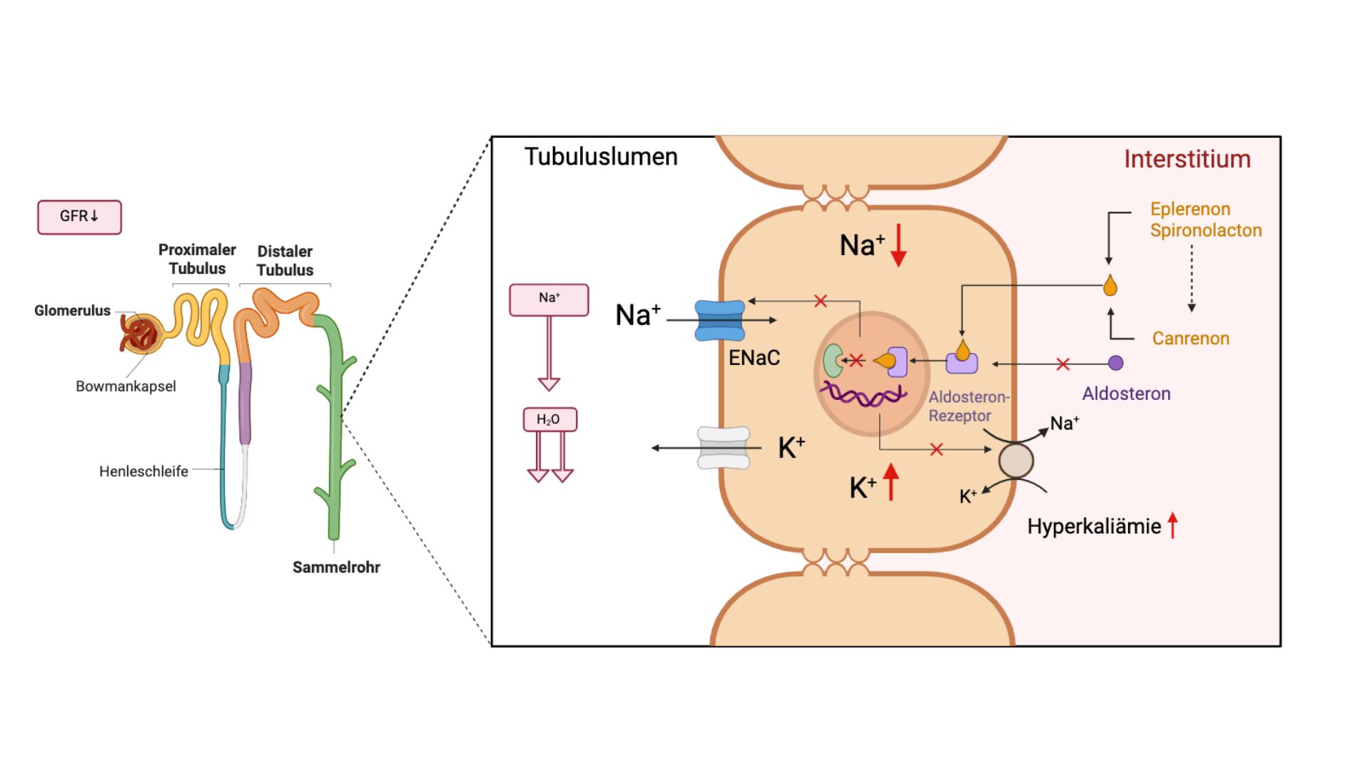 Wirkmechanismus aldosteronabhängiger Diuretika