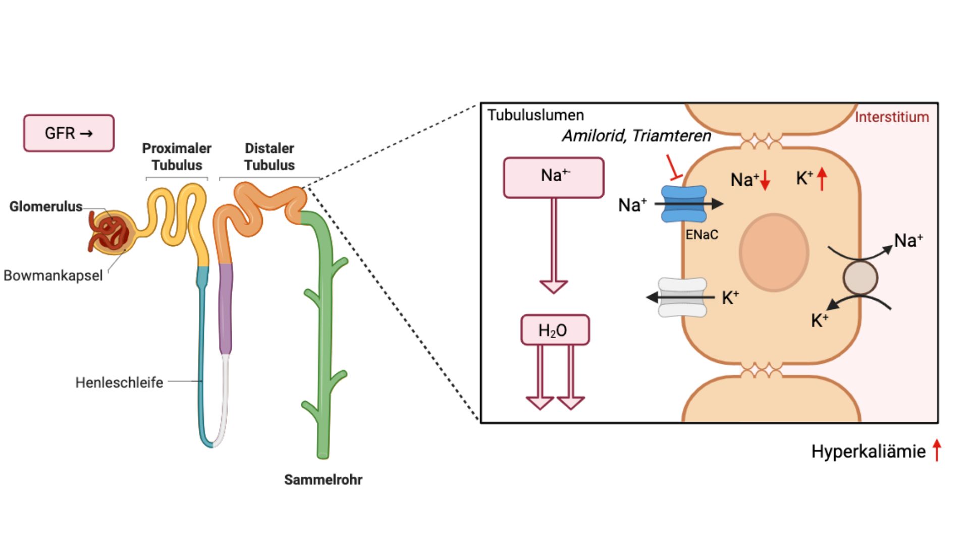 Wirkmechanismus aldosteronunabhängiger kaliumsparender Diuretika