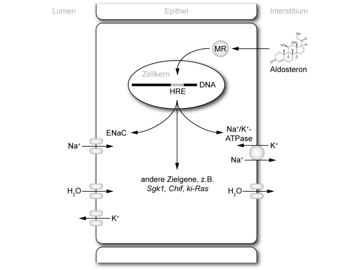 Wirkung von Aldosteron