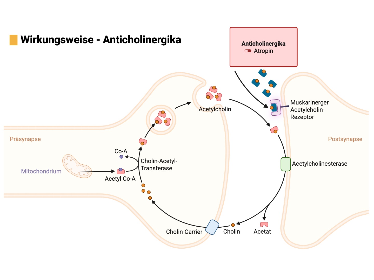 Wirkungsweise Anticholinergika