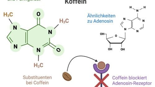 Wirkungsmechanismus Koffein