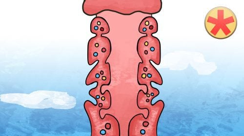 Embryologie der Schlundbögen