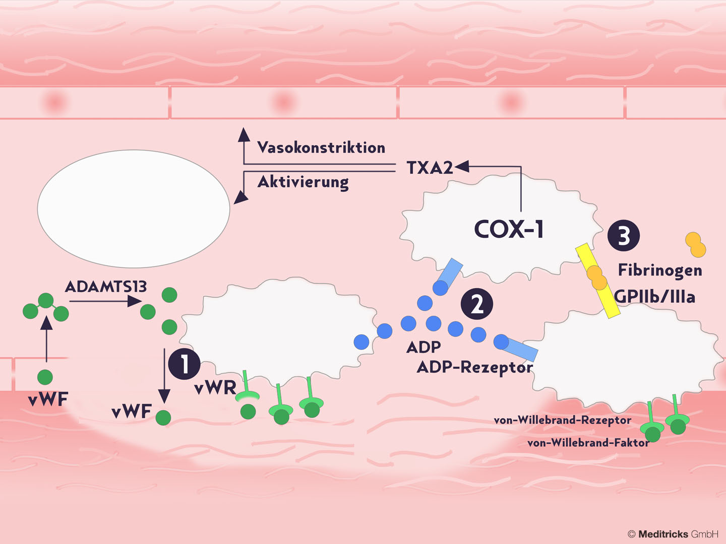 Thrombozytenaktivierung