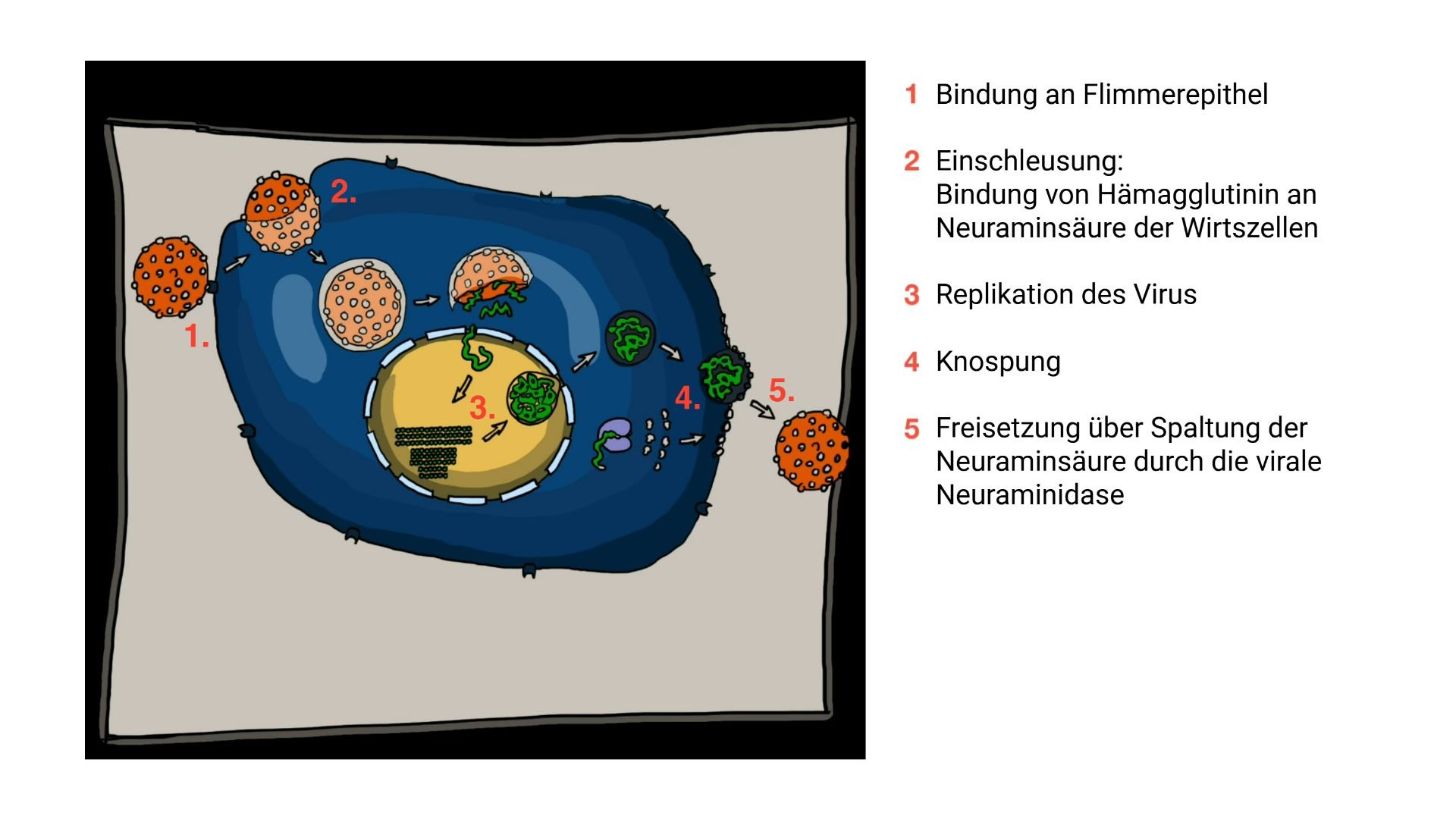 Infektionszyklus
